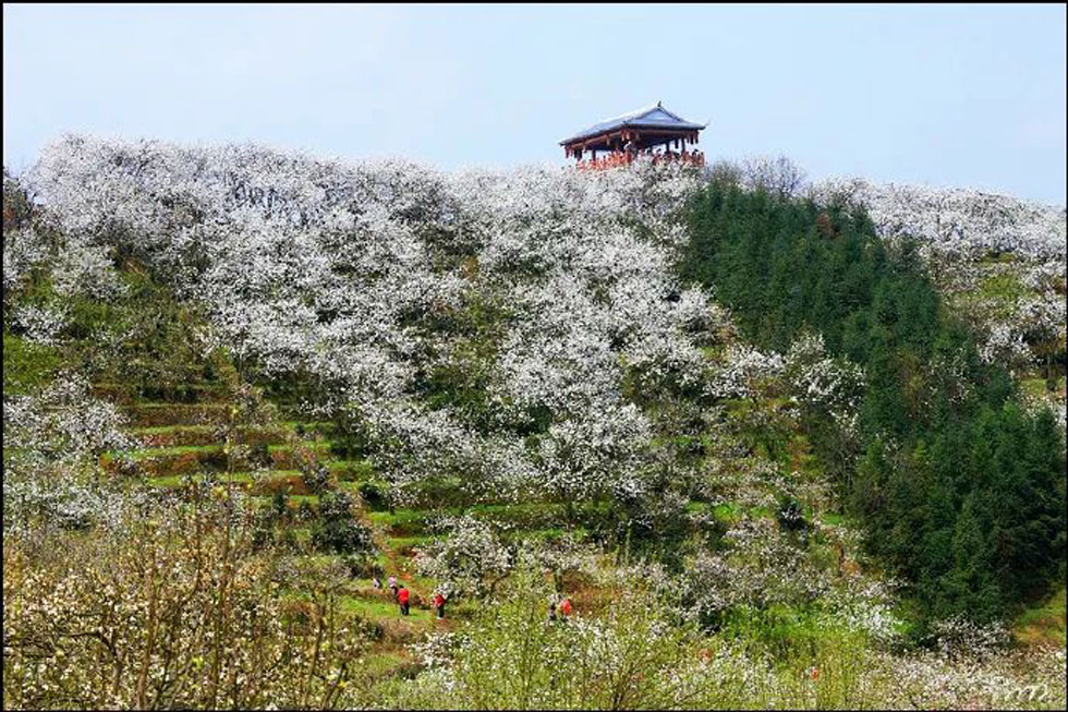 【春天,广西桂林灌阳县向您发出邀请!】我们在灌阳看梨花 - 游山玩水 - 惠州生活社区 - 惠州28生活网 huizhou.28life.com