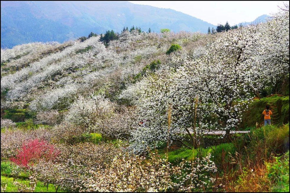 【春天,广西桂林灌阳县向您发出邀请!】我们在灌阳看梨花 - 游山玩水 - 惠州生活社区 - 惠州28生活网 huizhou.28life.com