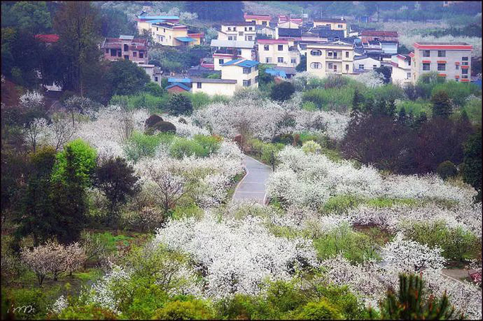 【春天,广西桂林灌阳县向您发出邀请!】我们在灌阳看梨花 - 游山玩水 - 惠州生活社区 - 惠州28生活网 huizhou.28life.com