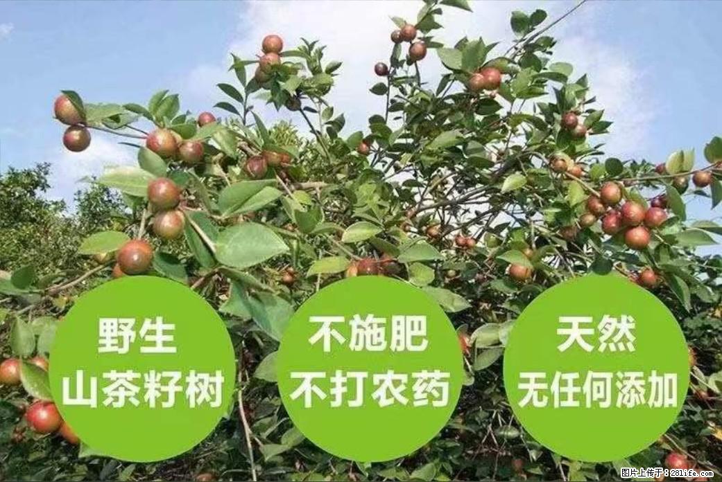 【灌阳县油茶产业示范区】一个有着充实的精神生活的人,对待身外之物自会有一种淡泊的态度 - 美食天地 - 惠州生活社区 - 惠州28生活网 huizhou.28life.com