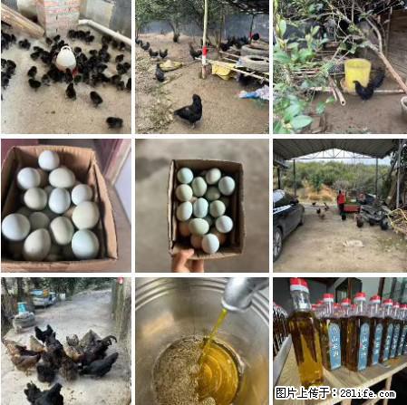油茶园从小鸡仔开始养起的纯土鸡、土鸡蛋可以预定啦!还有前几天刚榨的纯山茶油哦 - 美食天地 - 惠州生活社区 - 惠州28生活网 huizhou.28life.com