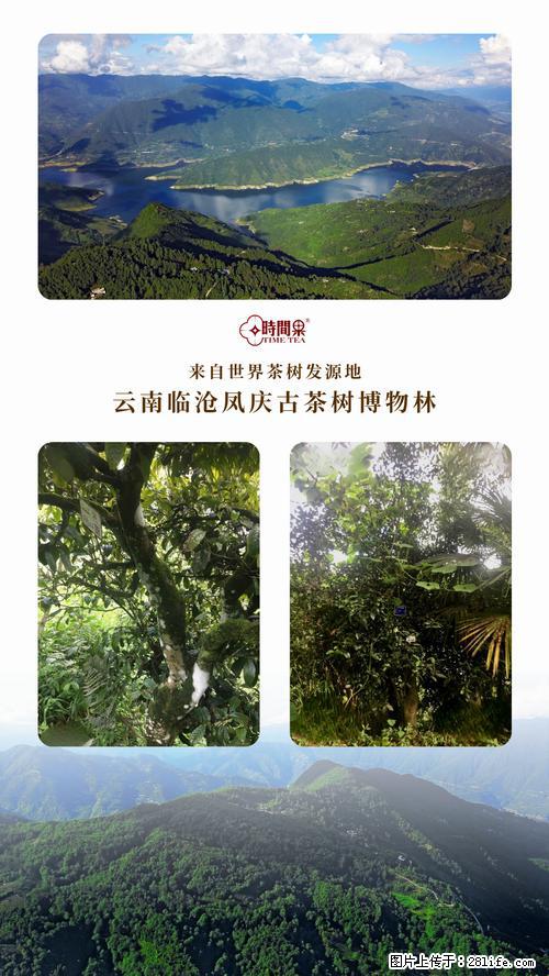 时间果百年古树2025年春红茶 - 购物交流 - 惠州生活社区 - 惠州28生活网 huizhou.28life.com