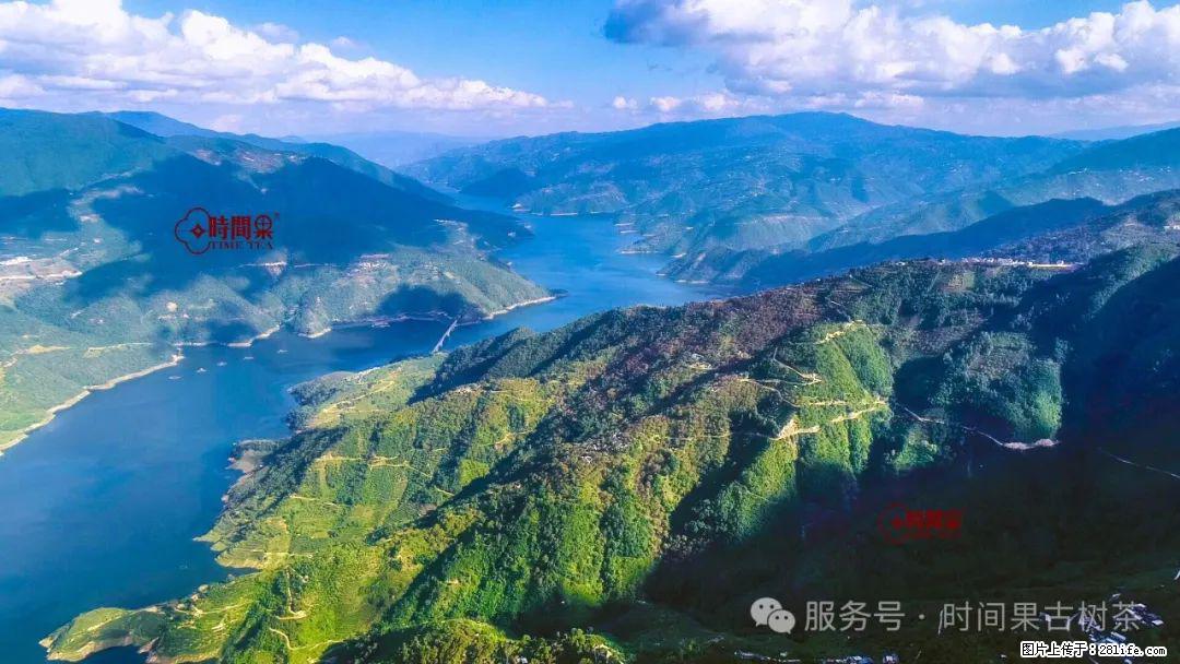 时间果百年古树龙珠普洱生茶 - 购物交流 - 惠州生活社区 - 惠州28生活网 huizhou.28life.com
