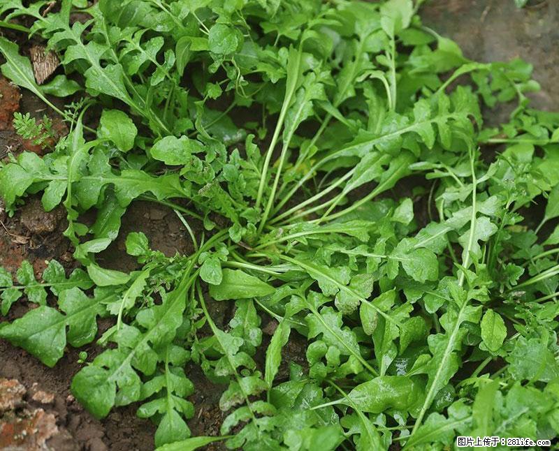 这些蔬菜是“天然钙片”，这6种被医生重点推荐 - 惠州生活资讯 - 惠州28生活网 huizhou.28life.com