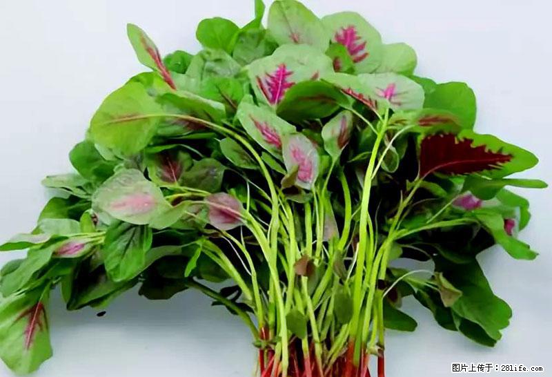 这些蔬菜是“天然钙片”，这6种被医生重点推荐 - 惠州生活资讯 - 惠州28生活网 huizhou.28life.com