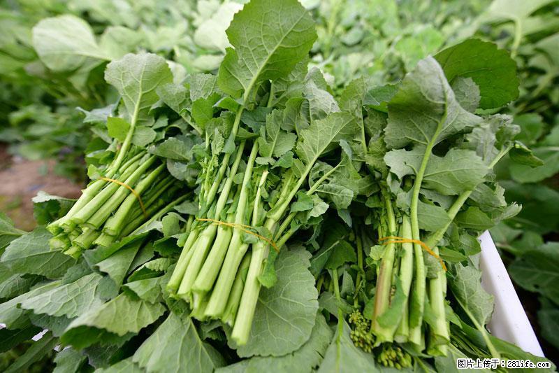 这些蔬菜是“天然钙片”，这6种被医生重点推荐 - 惠州生活资讯 - 惠州28生活网 huizhou.28life.com